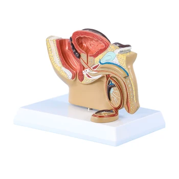 Erkek Pelvis Üreme Anatomisi Modeli, Yaşam Boyutu Pelvis Modeli ile Standı, Pelvis Organ Modeli Üreme Sistemi